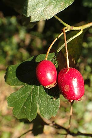 Crataegus rhipidophylla subsp. rhipidophylla \ Gro�kelch-Wei�dorn / Midland Hawthorn, D Langenselbold 10.9.2016