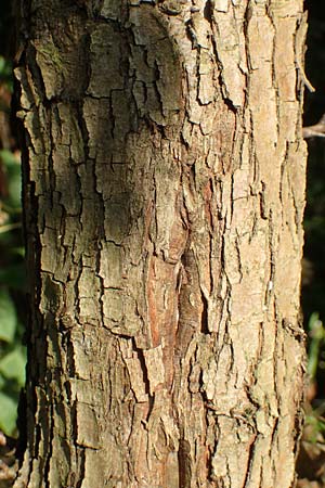 Crataegus rhipidophylla subsp. rhipidophylla \ Gro�kelch-Wei�dorn / Midland Hawthorn, D Langenselbold 10.9.2016
