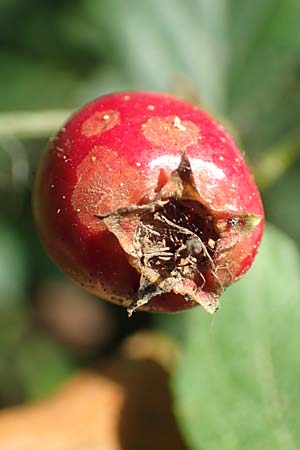 Crataegus rhipidophylla subsp. rhipidophylla \ Gro�kelch-Wei�dorn / Midland Hawthorn, D Langenselbold 10.9.2016