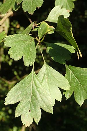 Crataegus rhipidophylla subsp. rhipidophylla \ Gro�kelch-Wei�dorn / Midland Hawthorn, D Langenselbold 10.9.2016