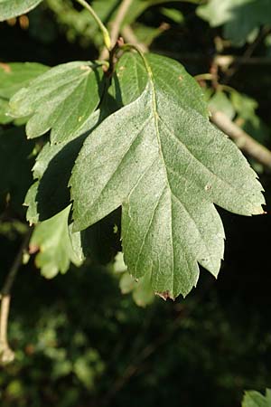Crataegus rhipidophylla subsp. rhipidophylla \ Gro�kelch-Wei�dorn / Midland Hawthorn, D Langenselbold 10.9.2016