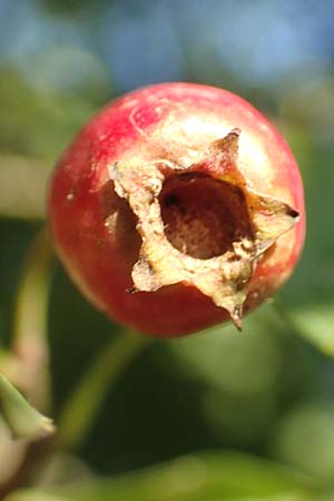 Crataegus rhipidophylla subsp. rhipidophylla \ Gro�kelch-Wei�dorn / Midland Hawthorn, D Langenselbold 10.9.2016