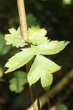 Crataegus rhipidophylla subsp. rhipidophylla \ Gro�kelch-Wei�dorn / Midland Hawthorn, D Langenselbold 10.9.2016