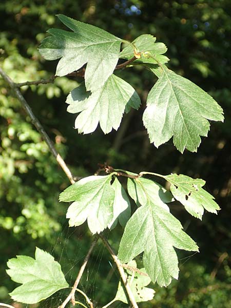 Crataegus rhipidophylla subsp. rhipidophylla \ Gro�kelch-Wei�dorn / Midland Hawthorn, D Langenselbold 10.9.2016