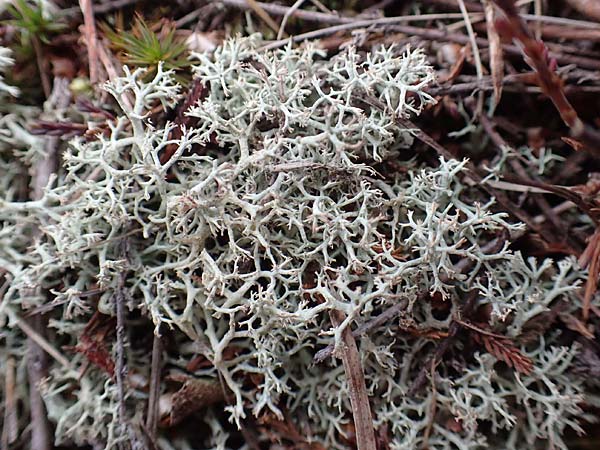 Cladonia rangiferina \ Rentier-Flechte / Reindeer Lichen, D Odenwald, Beerfelden 18.2.2017