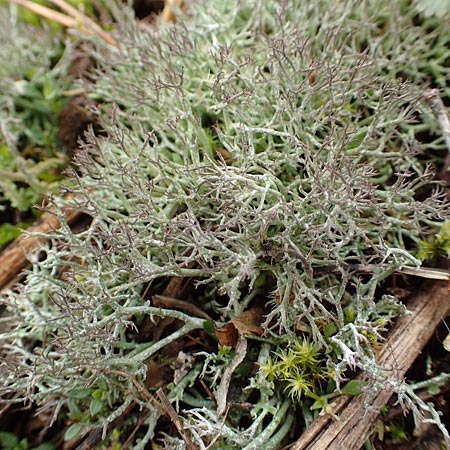 Cladonia rangiformis \ Gesprenkelte Becher-Flechte / Reindeer Moss, D Schwetzingen 13.3.2018