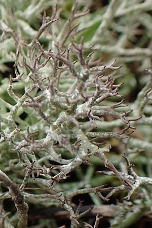 Cladonia rangiformis \ Gesprenkelte Becher-Flechte / Reindeer Moss, D Schwetzingen 13.3.2018