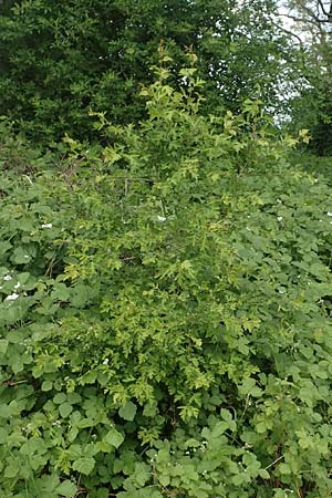 Crataegus monogyna \ Eingriffeliger Wei�dorn / Hawthorn, D Mannheim 3.5.2018