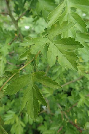 Crataegus monogyna \ Eingriffeliger Wei�dorn / Hawthorn, D Mannheim 3.5.2018