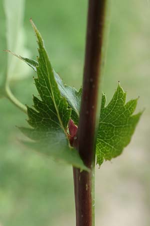 Crataegus monogyna \ Eingriffeliger Wei�dorn / Hawthorn, D Mannheim 3.5.2018