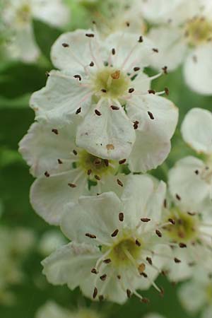 Crataegus monogyna \ Eingriffeliger Wei�dorn / Hawthorn, D Mannheim 3.5.2018