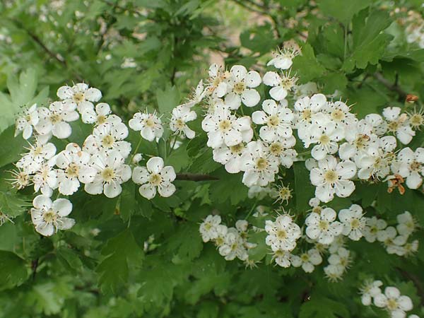 Crataegus monogyna \ Eingriffeliger Wei�dorn / Hawthorn, D Mannheim 3.5.2018