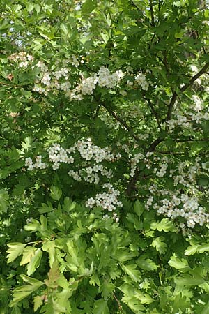 Crataegus monogyna \ Eingriffeliger Wei�dorn / Hawthorn, D Mannheim 3.5.2018
