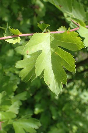 Crataegus monogyna \ Eingriffeliger Wei�dorn / Hawthorn, D Mannheim 3.5.2018