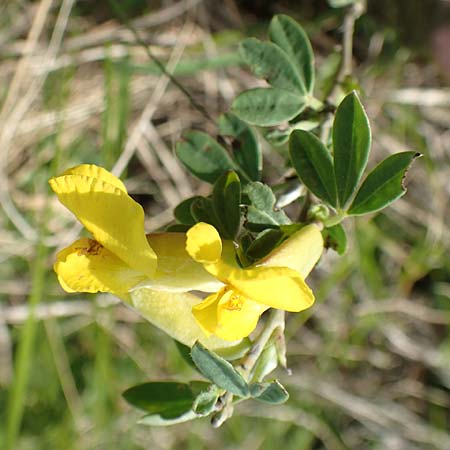 Cytisus ratisbonensis \ Regensburger Zwergginster / Regensburg Broom, D Eching 2.5.2019