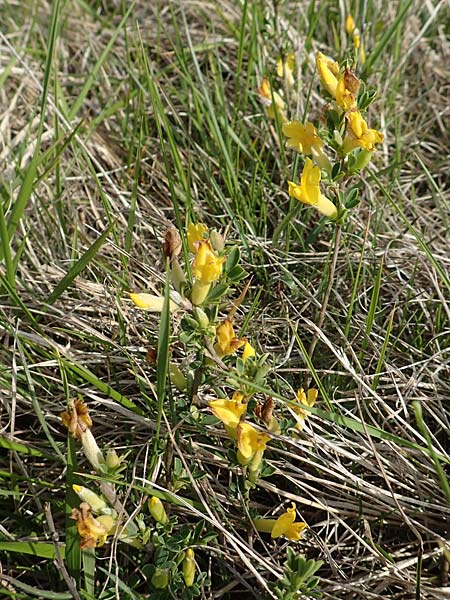 Cytisus ratisbonensis \ Regensburger Zwergginster / Regensburg Broom, D Eching 2.5.2019