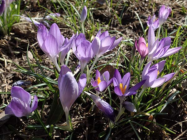 Crocus tommasinianus, Woodland Crocus, Tommasini's Crocus