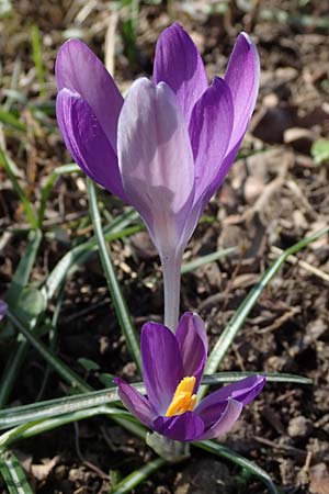 Crocus tommasinianus, Woodland Crocus, Tommasini's Crocus