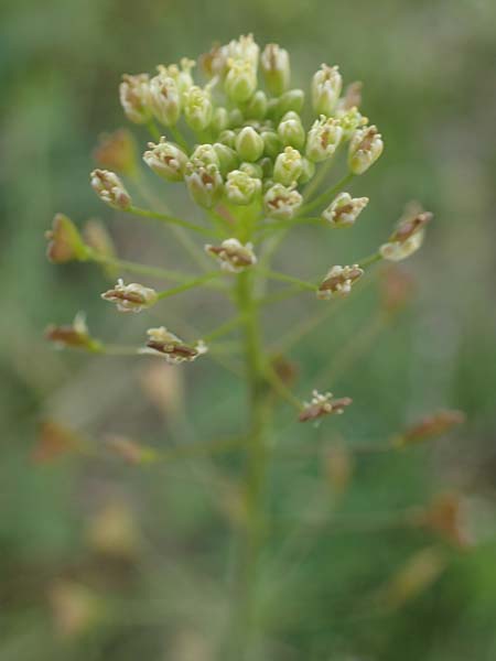 Capsella bursa-pastoris, Shepherd's Purse