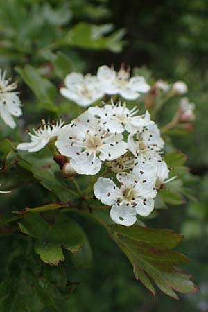 Crataegus monogyna \ Eingriffeliger Wei�dorn / Hawthorn, D Ketsch 20.5.2021