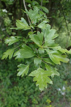 Crataegus monogyna \ Eingriffeliger Wei�dorn / Hawthorn, D Ketsch 20.5.2021
