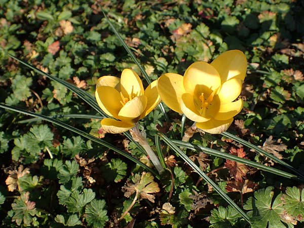 Crocus chrysanthus \ Kleiner Krokus, Balkan-Krokus / Snow Crocus, Golden Crocus, D Ludwigshafen 21.2.2023