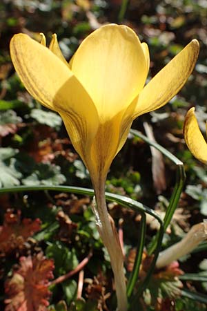 Crocus chrysanthus \ Kleiner Krokus, Balkan-Krokus / Snow Crocus, Golden Crocus, D Ludwigshafen 21.2.2023