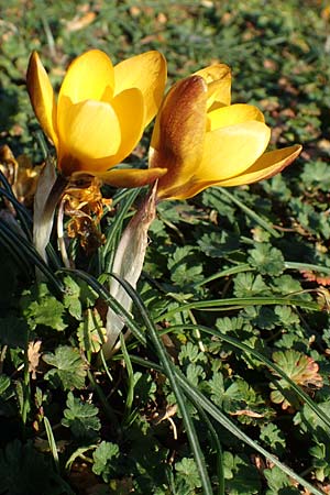 Crocus chrysanthus \ Kleiner Krokus, Balkan-Krokus / Snow Crocus, Golden Crocus, D Ludwigshafen 21.2.2023