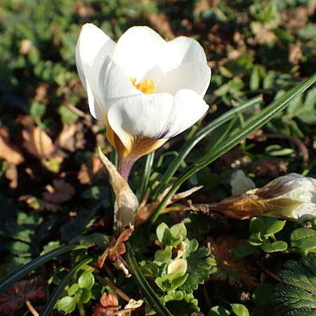 Crocus chrysanthus \ Kleiner Krokus, Balkan-Krokus / Snow Crocus, Golden Crocus, D Ludwigshafen 21.2.2023