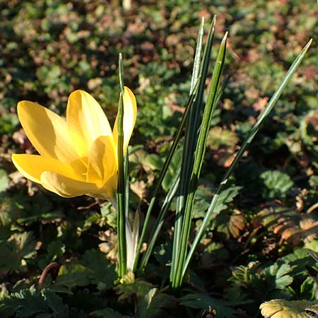 Crocus chrysanthus \ Kleiner Krokus, Balkan-Krokus / Snow Crocus, Golden Crocus, D Ludwigshafen 21.2.2023