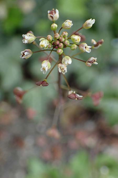 Capsella rubella \ R�tliches Hirtent�schel, D K&ouml;ln 16.4.2023