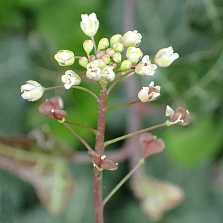 Capsella rubella \ R�tliches Hirtent�schel, D K&ouml;ln 16.4.2023