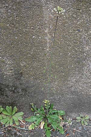Capsella rubella \ R�tliches Hirtent�schel, D K&ouml;ln 16.4.2023