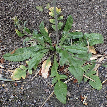 Capsella rubella \ R�tliches Hirtent�schel, D K&ouml;ln 16.4.2023