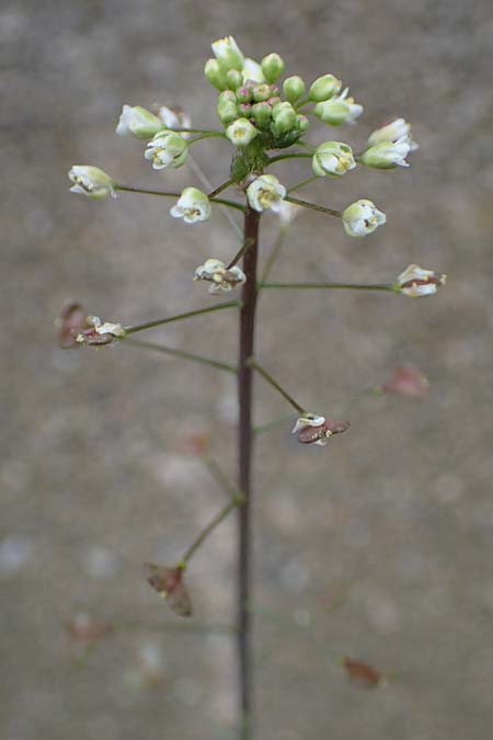Capsella rubella \ R�tliches Hirtent�schel, D K&ouml;ln 16.4.2023