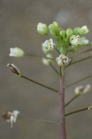 Capsella rubella \ R�tliches Hirtent�schel, D K&ouml;ln 16.4.2023