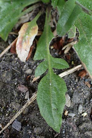 Capsella rubella \ R�tliches Hirtent�schel, D K&ouml;ln 16.4.2023