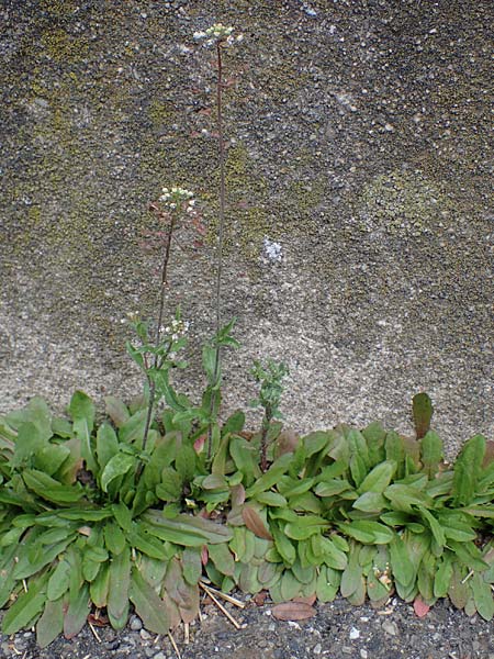Capsella rubella \ R�tliches Hirtent�schel, D K&ouml;ln 16.4.2023