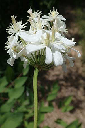 Clematis recta, Ground Clematis