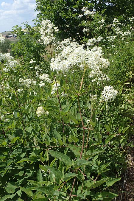 Clematis recta \ Aufrechte Waldrebe / Ground Clematis, D Th&uuml;ringen, K&ouml;lleda 15.6.2023