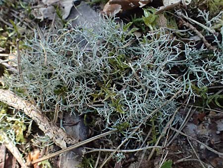 Cladonia rangiferina \ Rentier-Flechte / Reindeer Lichen, D Mannheim 4.4.2025