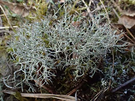 Cladonia rangiferina \ Rentier-Flechte / Reindeer Lichen, D Mannheim 4.4.2025