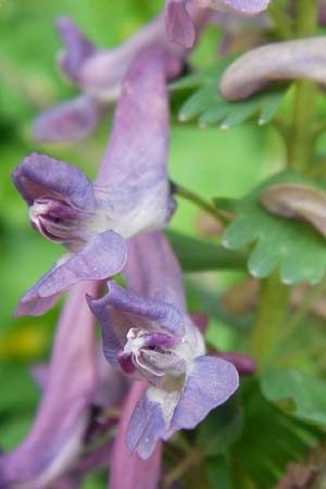 Corydalis solida \ Fester Lerchensporn, Gefingerter Lerchensporn / Bird in a Bush, D Weinheim an der Bergstra&szlig;e 19.4.2013