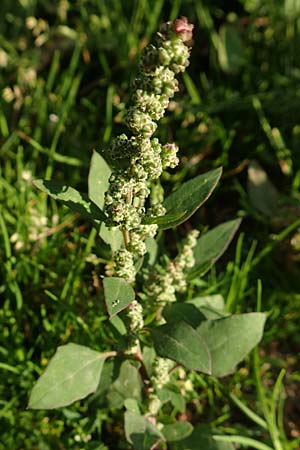 Chenopodium striatiforme \ Kleinbl�ttriger G�nsefu� / False Striped Goosefoot, D Mannheim 29.9.2015