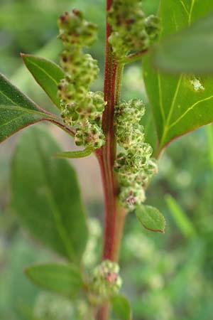 Chenopodium striatiforme \ Kleinbl�ttriger G�nsefu� / False Striped Goosefoot, D Mannheim 29.9.2015