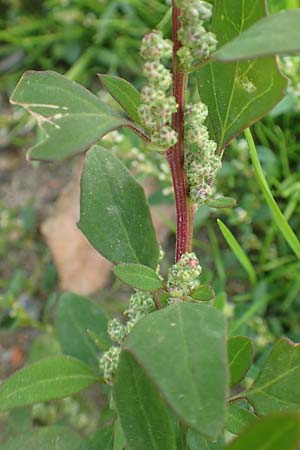 Chenopodium striatiforme \ Kleinbl�ttriger G�nsefu� / False Striped Goosefoot, D Mannheim 29.9.2015