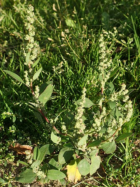 Chenopodium striatiforme \ Kleinbl�ttriger G�nsefu� / False Striped Goosefoot, D Mannheim 29.9.2015