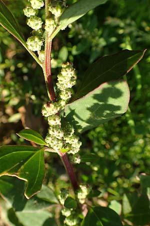 Chenopodium striatiforme \ Kleinbl�ttriger G�nsefu� / False Striped Goosefoot, D Mannheim 29.9.2015