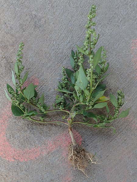 Chenopodium striatiforme \ Kleinbl�ttriger G�nsefu� / False Striped Goosefoot, D Mannheim 29.9.2015