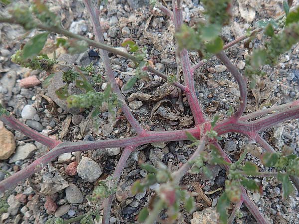 Chenopodium striatiforme \ Kleinbl�ttriger G�nsefu� / False Striped Goosefoot, D Mannheim 29.9.2015